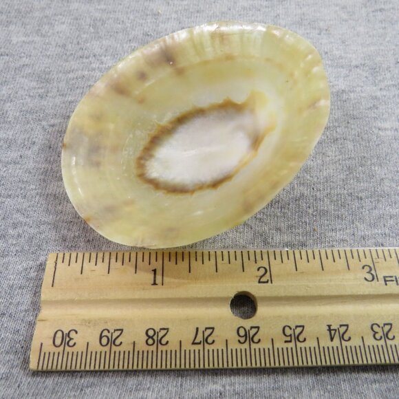 Collection of REAL Sea Shells in plastic star fish dish (over 1 pound) - Picture 4 of 12